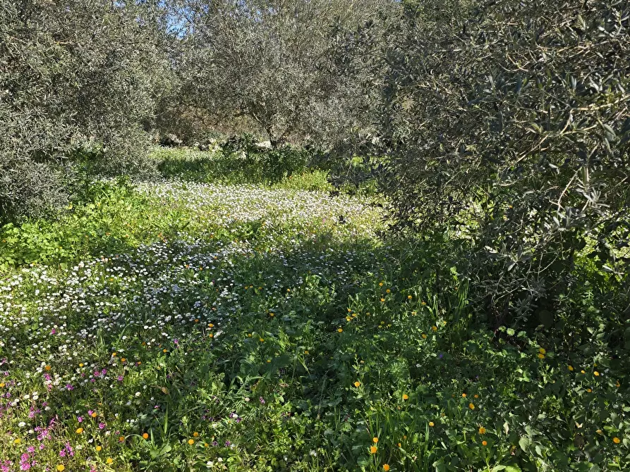 Immagine 23 di Terreno agricolo in vendita  in contrada Santa Lucia di Mendola a Noto