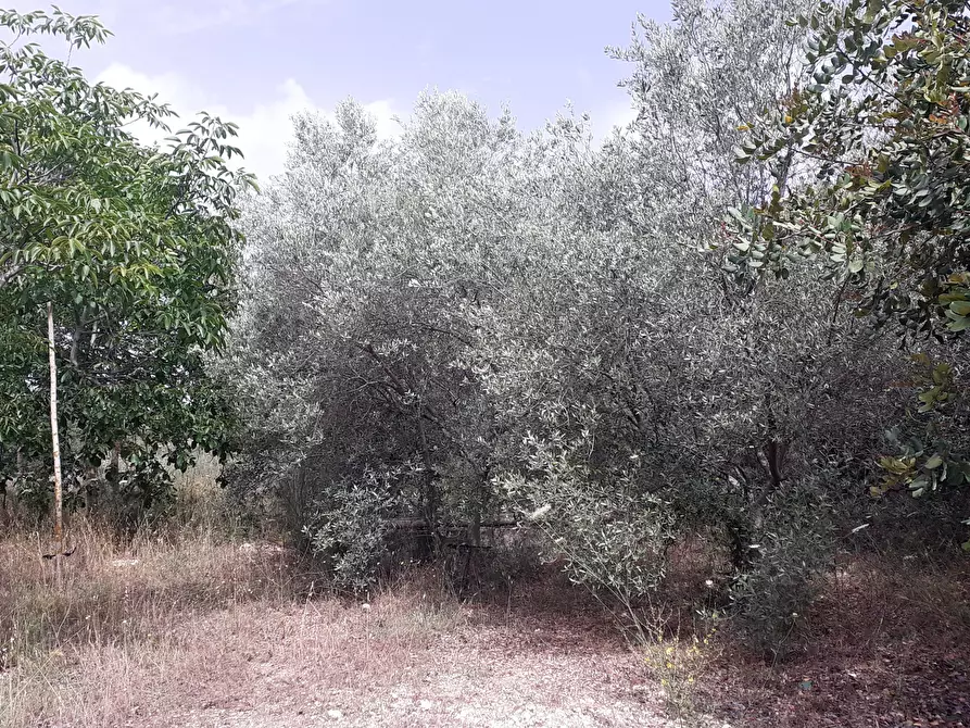 Immagine 17 di Terreno agricolo in vendita  in Strada Provinciale 14 5 a Noto