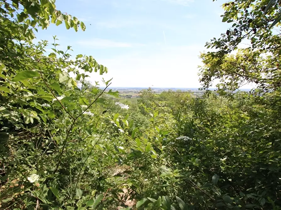 Immagine 6 di Terreno agricolo in vendita  in Via Castellaro a Castegnero