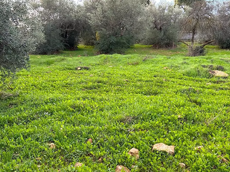 Immagine 5 di Terreno agricolo in vendita  in Via dei Gelsi di Niscima 1 a Caltanissetta