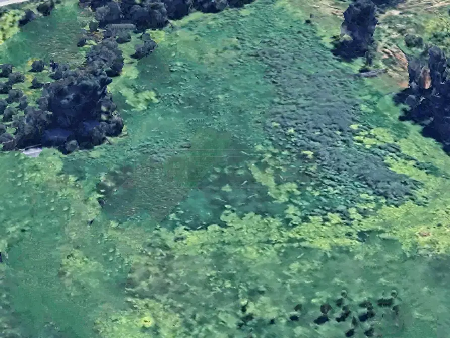 Immagine 4 di Terreno agricolo in vendita  a Castelvetrano