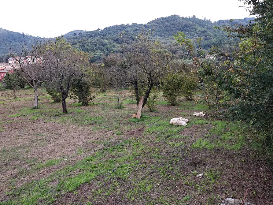 Immagine 3 di Terreno agricolo in vendita  a Mercato San Severino