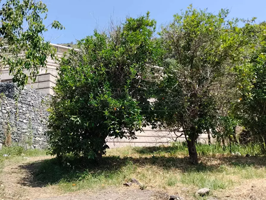 Immagine 13 di Terreno agricolo in vendita  in Vico Trave in Giampilieri Superiore 15 a Messina