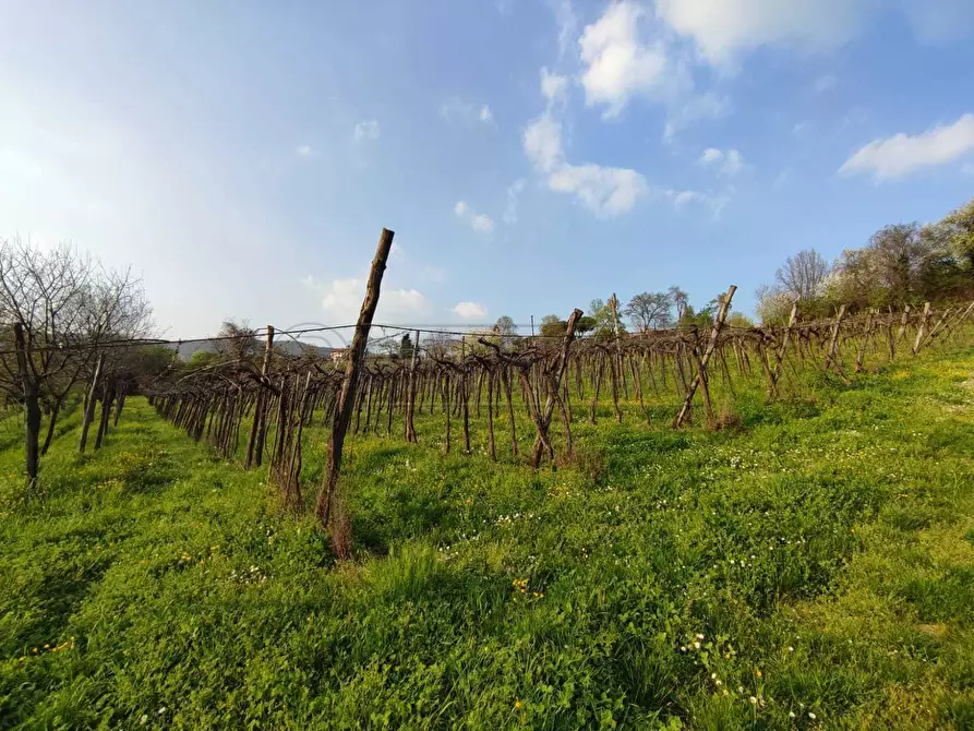 Immagine 7 di Terreno agricolo in vendita  a Brendola