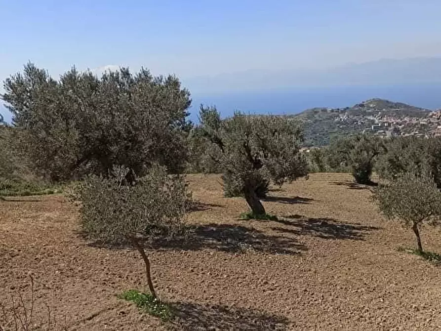 Immagine 5 di Terreno agricolo in vendita  a Motta San Giovanni