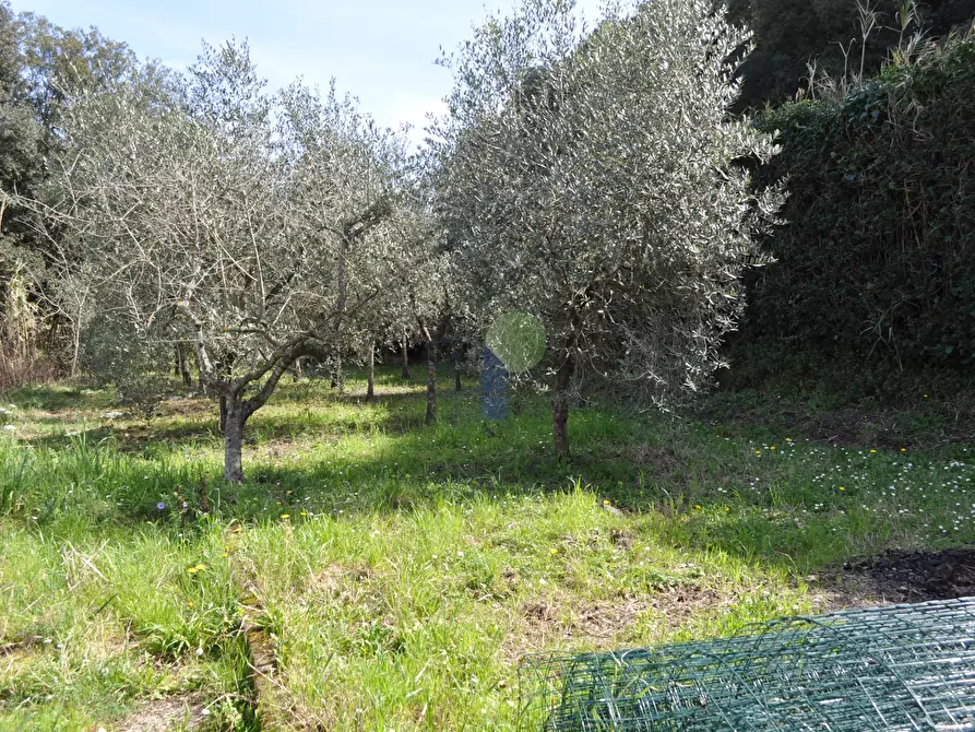 Immagine 3 di Terreno agricolo in vendita  in Via di Popogna 441 a Livorno