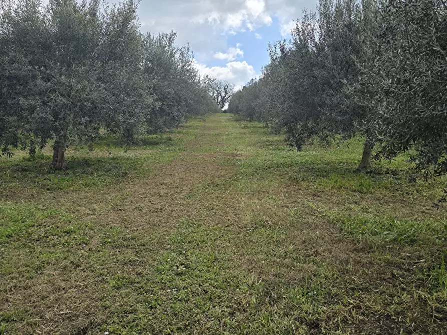 Immagine 10 di Terreno agricolo in vendita  in contrada Santa Lucia di Mendola a Noto