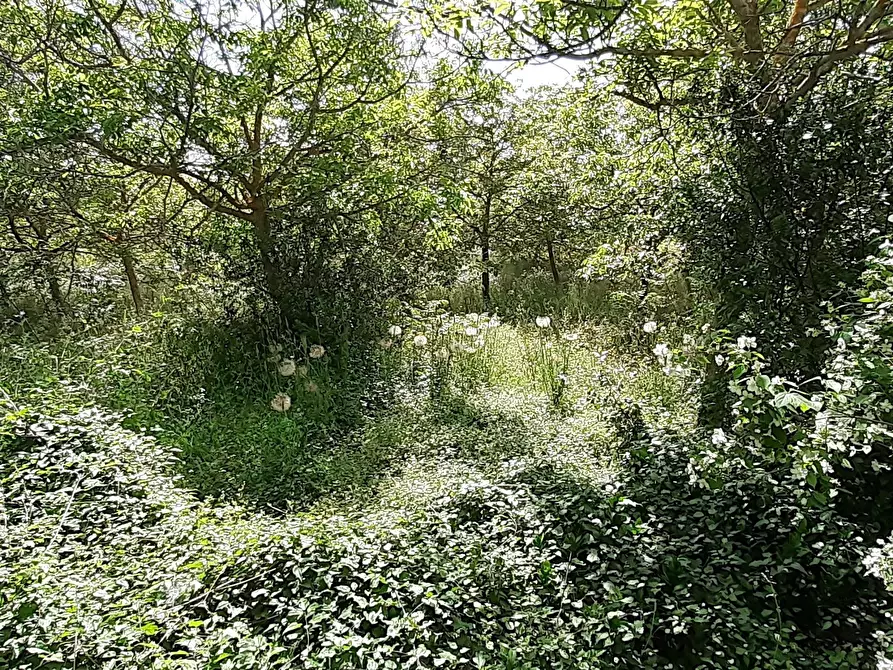 Immagine 2 di Terreno agricolo in vendita  in Strada Statale 287 a Noto