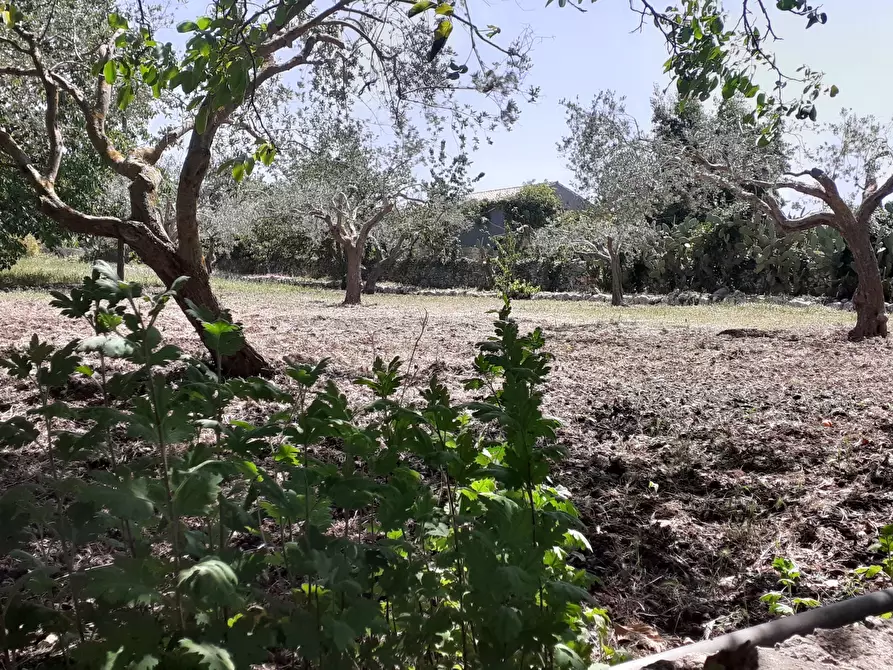 Immagine 46 di Rustico / casale in vendita  in Strada Provinciale 24 21 a Noto