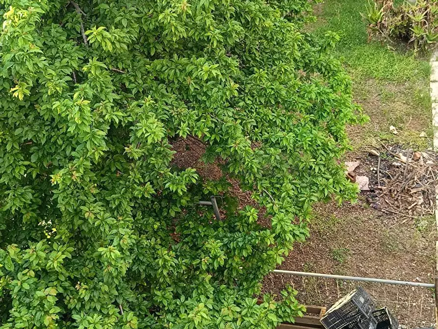Immagine 8 di Casa semindipendente in vendita  in Via Papa Giovanni XXIII 2 a Cursi
