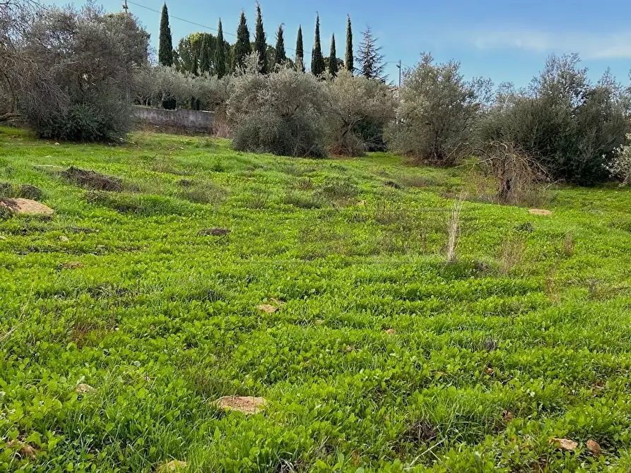 Immagine 3 di Terreno agricolo in vendita  in Via dei Gelsi di Niscima 1 a Caltanissetta