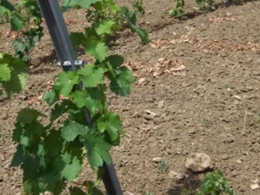 Immagine 5 di Terreno agricolo in vendita  a Mazara Del Vallo