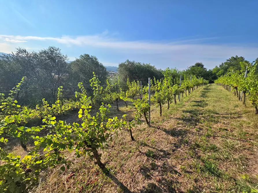 Immagine 9 di Terreno agricolo in vendita  in Via Selva Alta 95 a Montecchio Maggiore