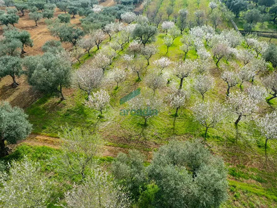 Immagine 6 di Rustico / casale in vendita  in Contrada Terranova a Monopoli
