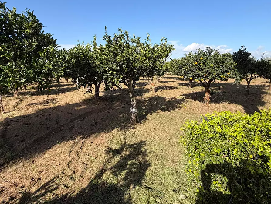 Immagine 8 di Villa in vendita  in Via del Giglio a Ispica