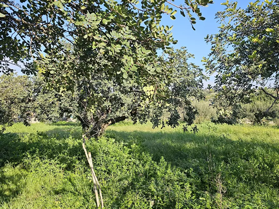 Immagine 20 di Casa indipendente in vendita  in Contrada Cozzo Rao sn a Scicli