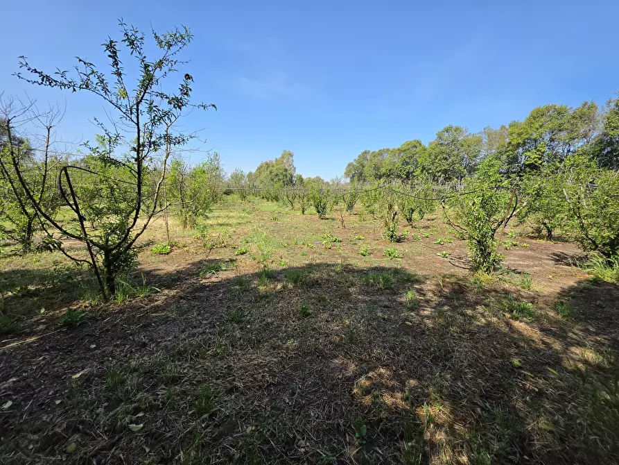 Immagine 1 di Terreno agricolo in vendita  a San Sperate