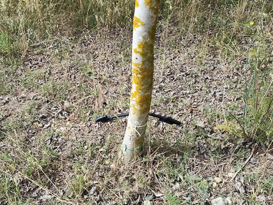 Immagine 7 di Terreno agricolo in vendita  in Strada Provinciale 14 5 a Noto