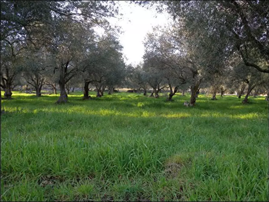 Immagine 1 di Terreno agricolo in vendita  in C.da Piano Milo a Canicattini Bagni