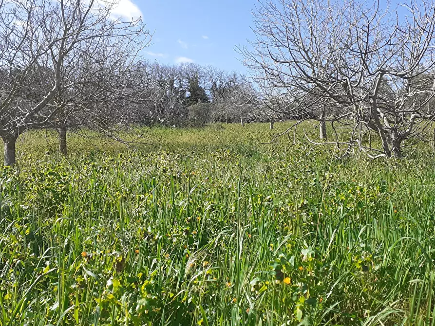 Immagine 47 di Villetta a schiera in vendita  in Via Acre 19 a Palazzolo Acreide