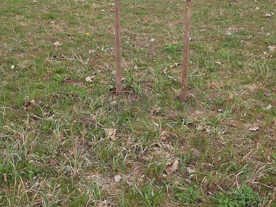 Immagine 15 di Terreno agricolo in vendita  a Arcugnano