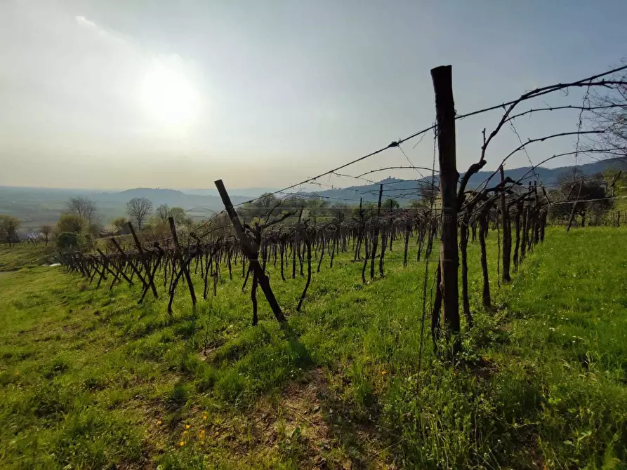 Immagine 6 di Terreno agricolo in vendita  a Brendola