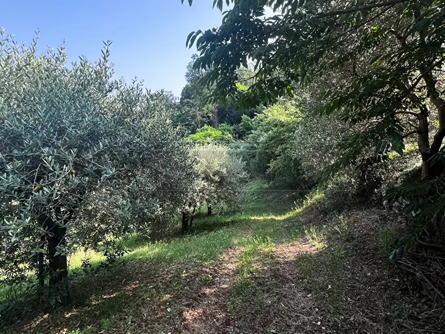 Immagine 9 di Terreno agricolo in vendita  in Via Bazziola a Monteviale