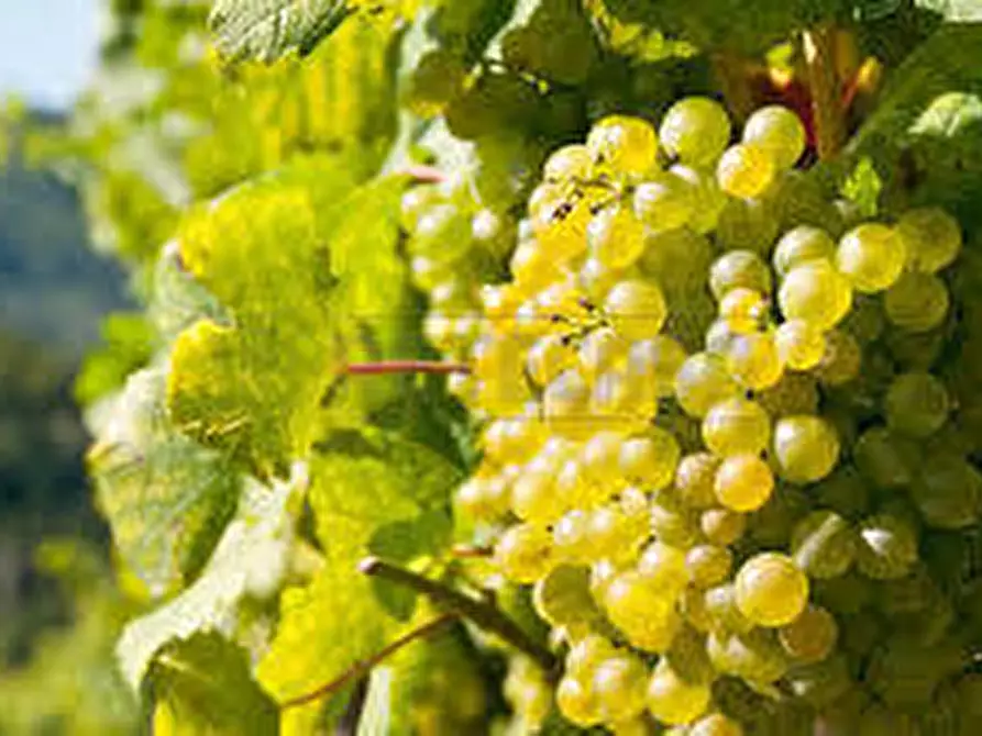 Immagine 1 di Terreno agricolo in vendita  a Mazara Del Vallo