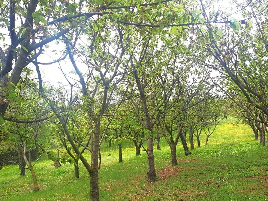 Immagine 1 di Terreno agricolo in vendita  a Castegnero