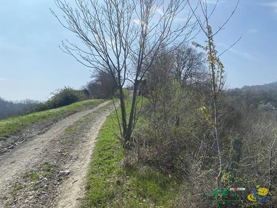 Immagine 6 di Terreno agricolo in vendita  in Miano a Medesano