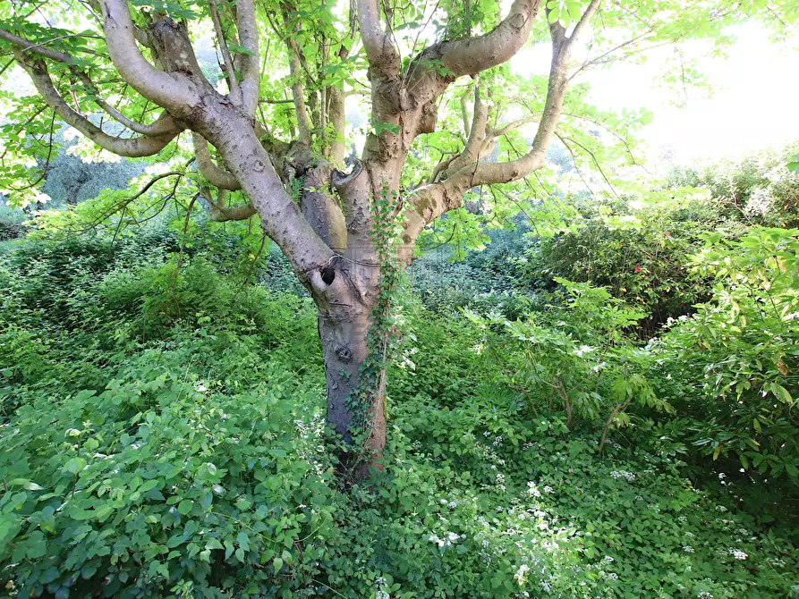 Immagine 21 di Rustico / casale in vendita  in Guamo 34A a Capannori