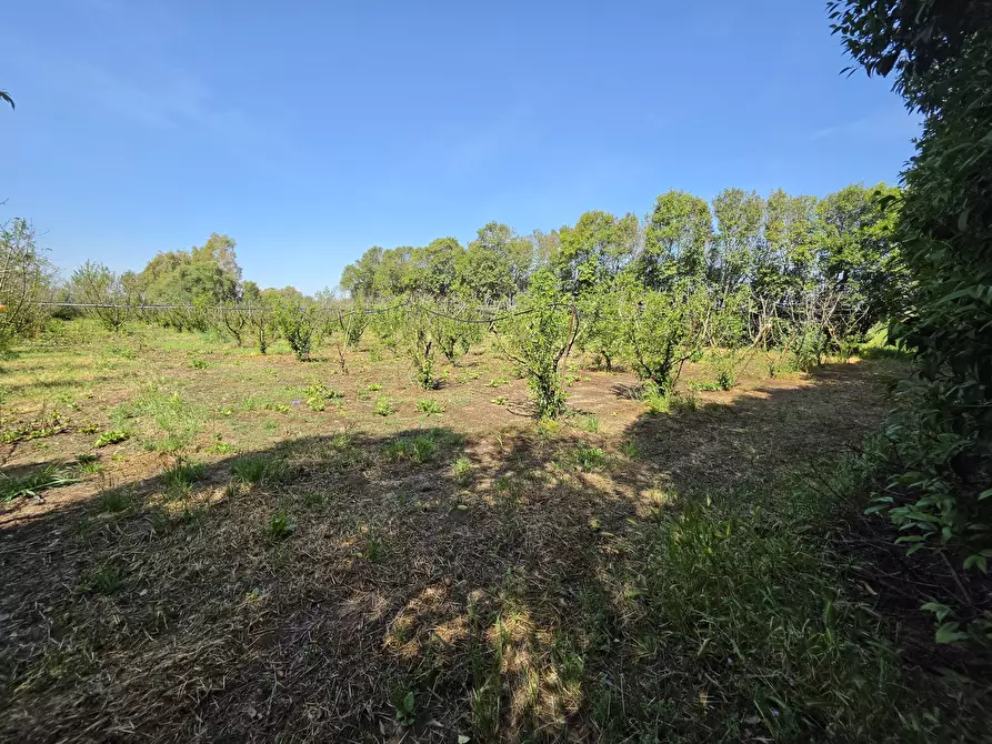 Immagine 3 di Terreno agricolo in vendita  a San Sperate