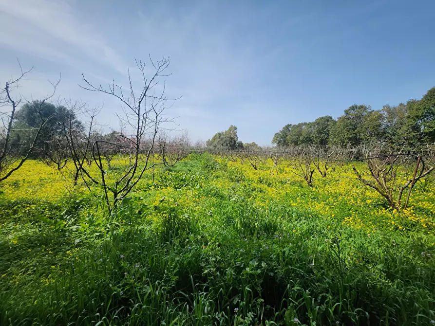 Immagine 1 di Terreno agricolo in vendita  a San Sperate