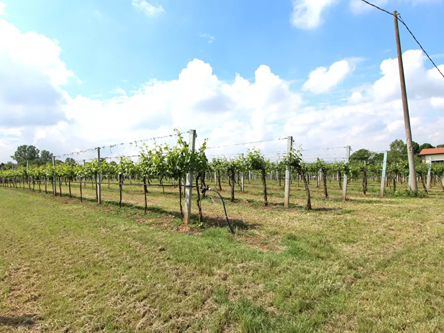Immagine 16 di Terreno agricolo in vendita  in Via San Francesco a Valsamoggia