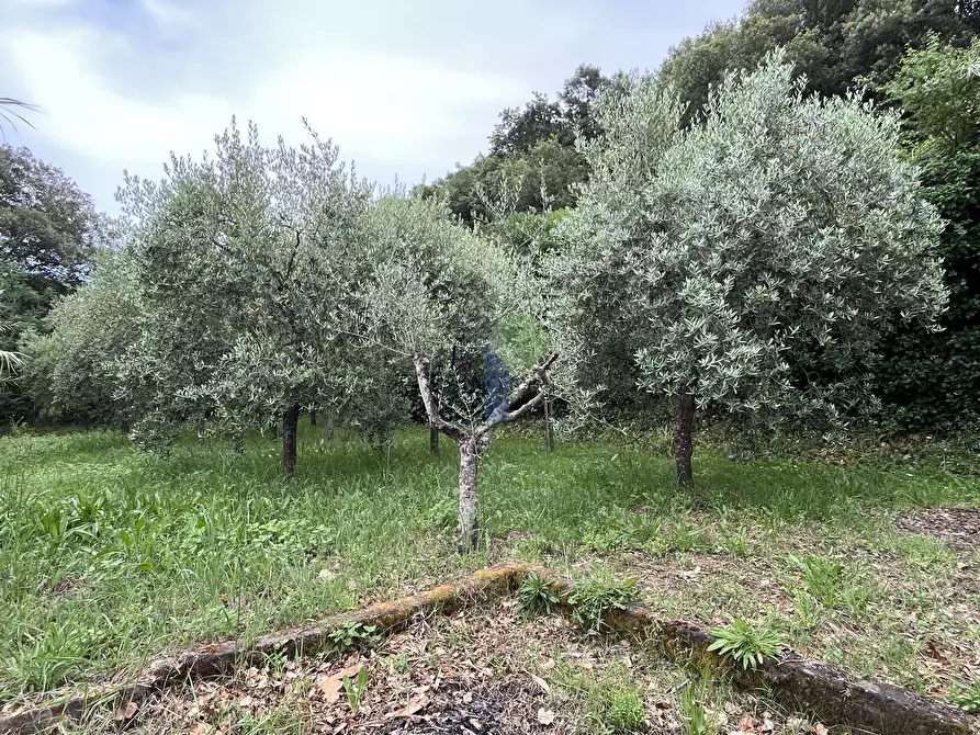 Immagine 11 di Terreno agricolo in vendita  in Via di Popogna 441 a Livorno