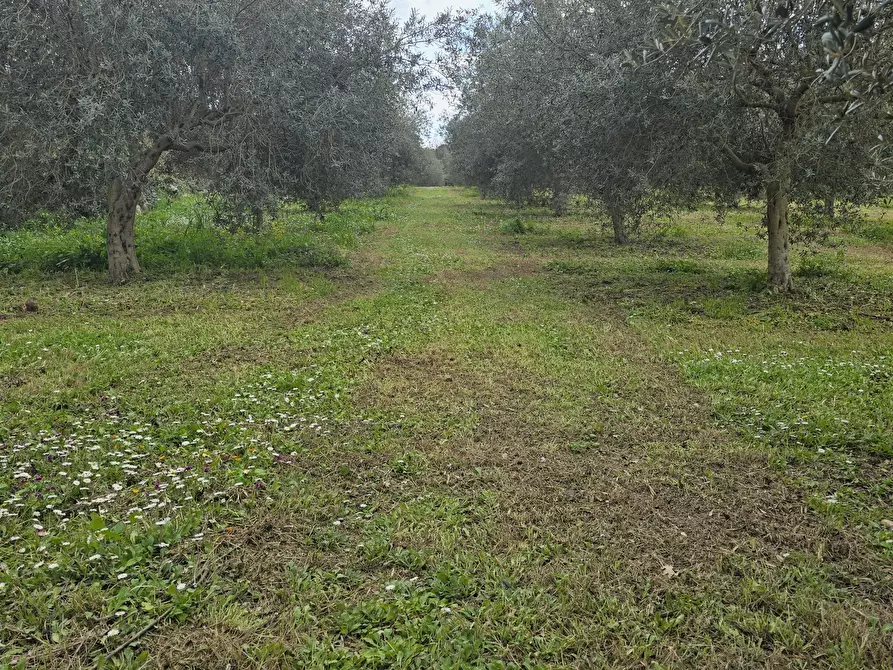 Immagine 6 di Terreno agricolo in vendita  in contrada Santa Lucia di Mendola a Noto