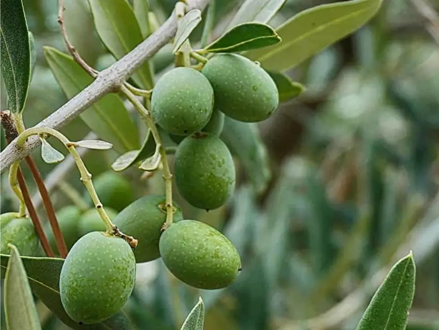 Immagine 23 di Terreno agricolo in vendita  in Corso Vittorio Emanuele 81 a Floridia