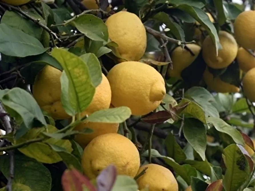 Immagine 12 di Terreno agricolo in vendita  in Corso Vittorio Emanuele 81 a Floridia