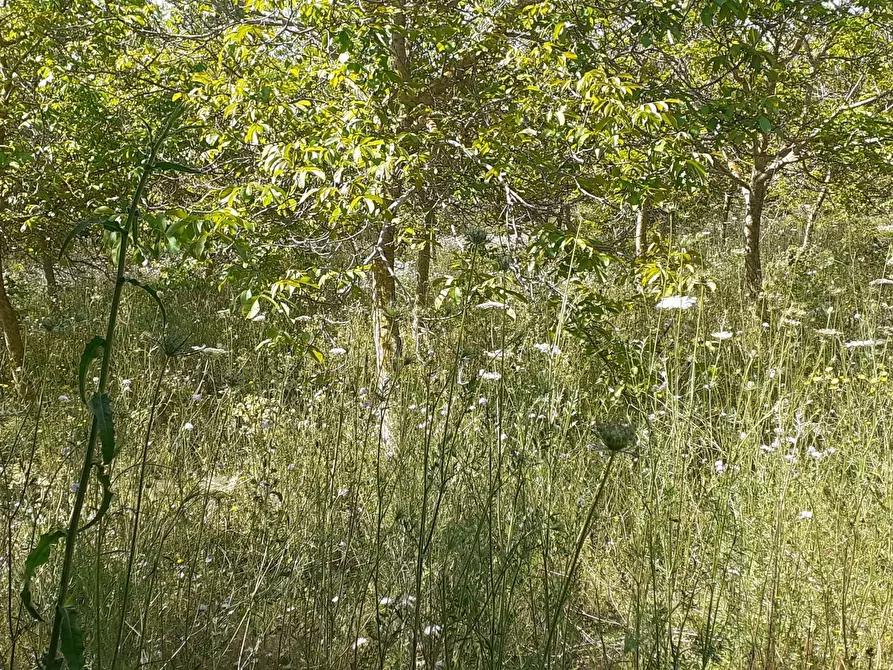 Immagine 14 di Terreno agricolo in vendita  in Strada Statale 287 a Noto