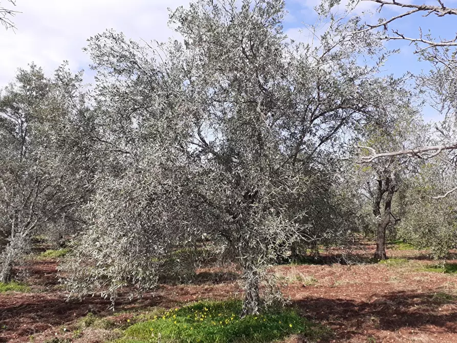 Immagine 1 di Terreno agricolo in vendita  in Strada Scala di Gemmazza a Canicattini Bagni