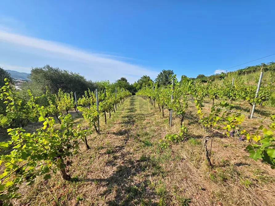 Immagine 1 di Terreno agricolo in vendita  in Via Selva Alta 95 a Montecchio Maggiore