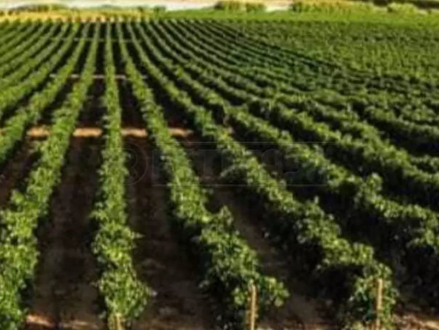 Immagine 1 di Terreno agricolo in vendita  a Mazara Del Vallo