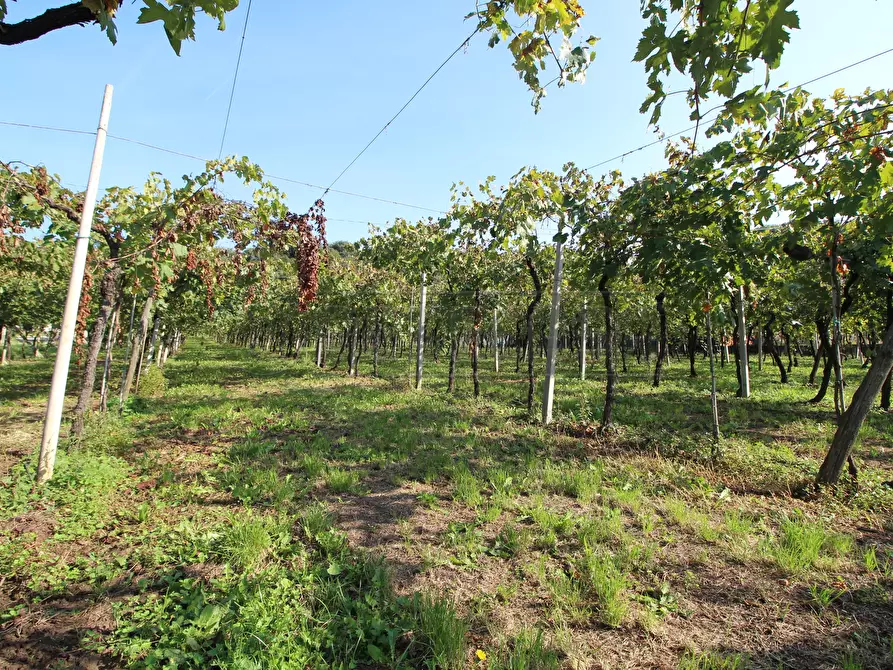 Immagine 7 di Terreno edificabile in vendita  in Via Calderina 8 a Gambellara