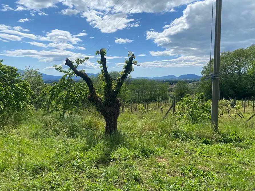 Immagine 19 di Rustico / casale in vendita  in Via di Palmata 425 a Lucca