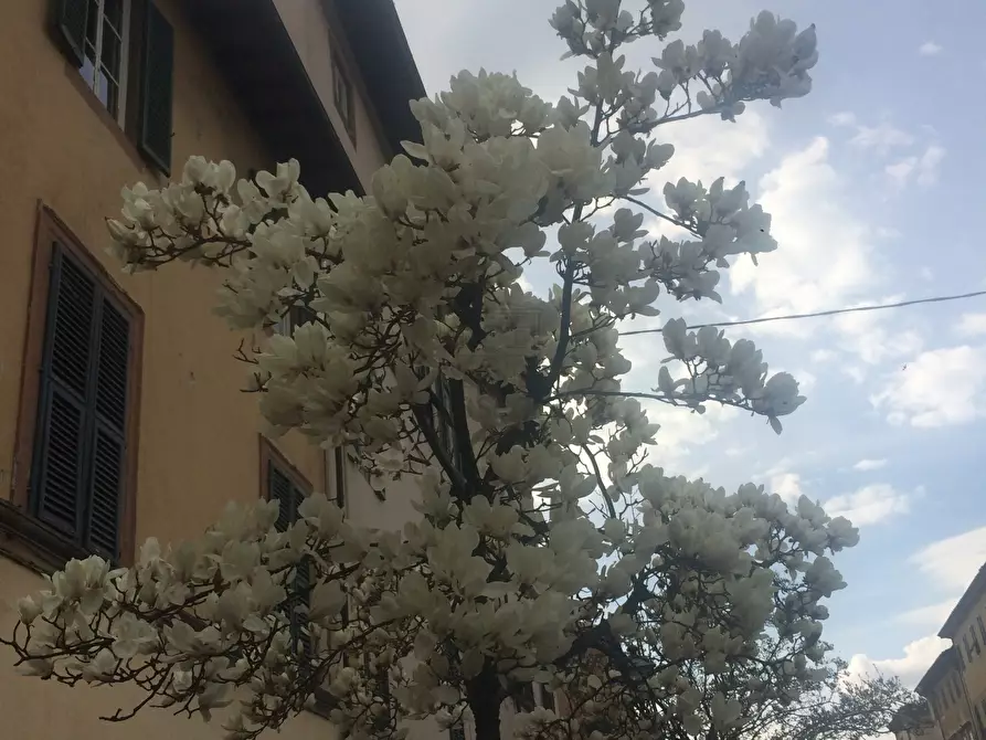 Immagine 7 di Locale commerciale in affitto  a Lucca