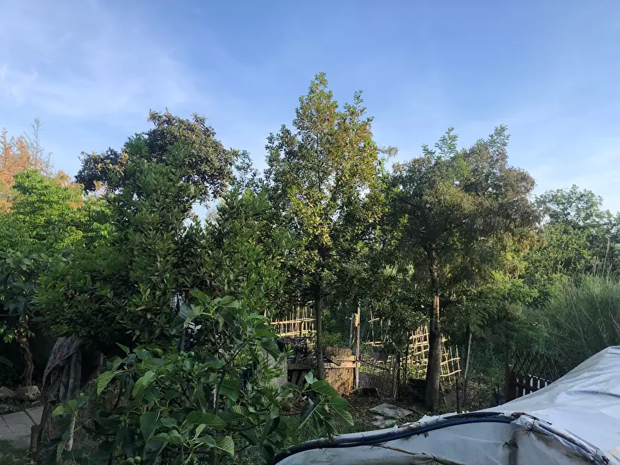 Immagine 3 di Rustico / casale in vendita  a Sarzana