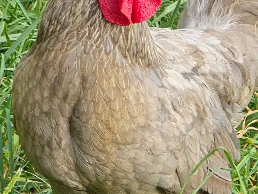 Immagine 33 di Villa in vendita  in Via delle Fornaci a Siracusa