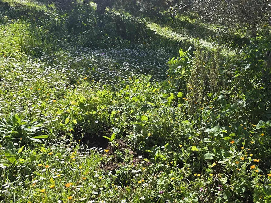 Immagine 27 di Terreno agricolo in vendita  in contrada Santa Lucia di Mendola a Noto