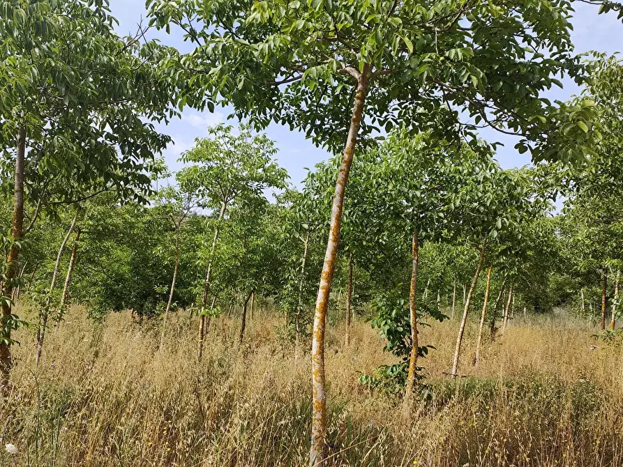 Immagine 5 di Terreno agricolo in vendita  in Strada Provinciale 14 5 a Noto