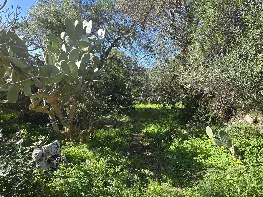 Immagine 6 di Terreno agricolo in vendita  in C.DA CUGNI SNC a Siracusa